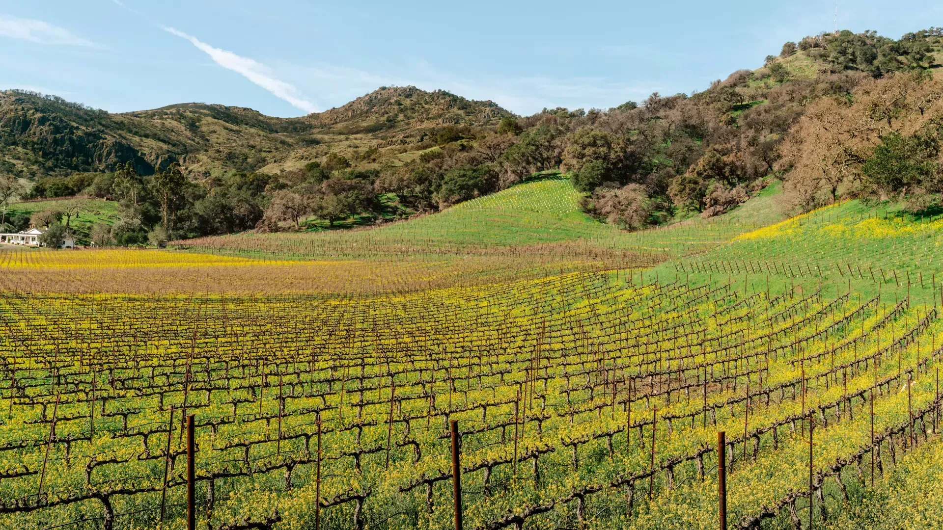 Weinberge im Napa Valley