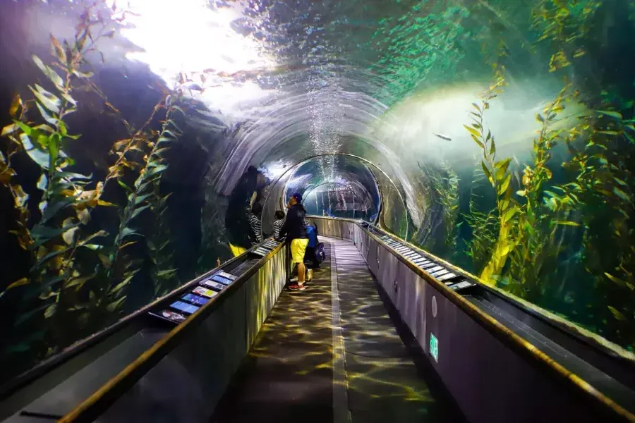 Una famiglia osserva la vita marina all'interno di un tunnel presso l'Acquario della Baia