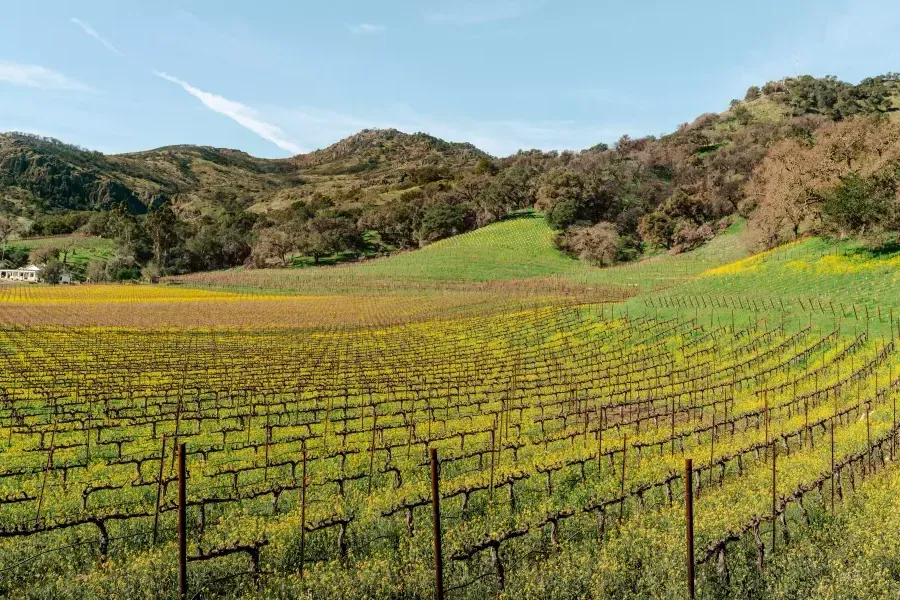 Weinberge im Napa Valley